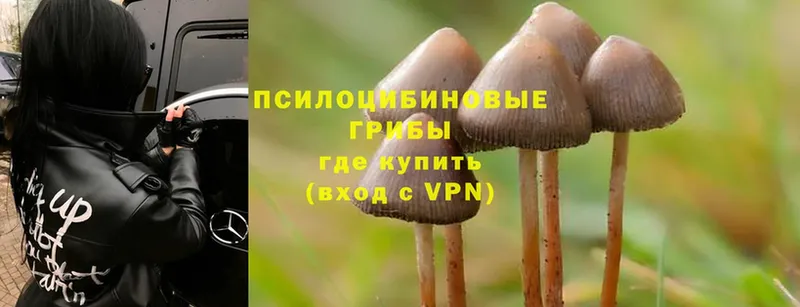 Псилоцибиновые грибы MAGIC MUSHROOMS  Красный Холм 